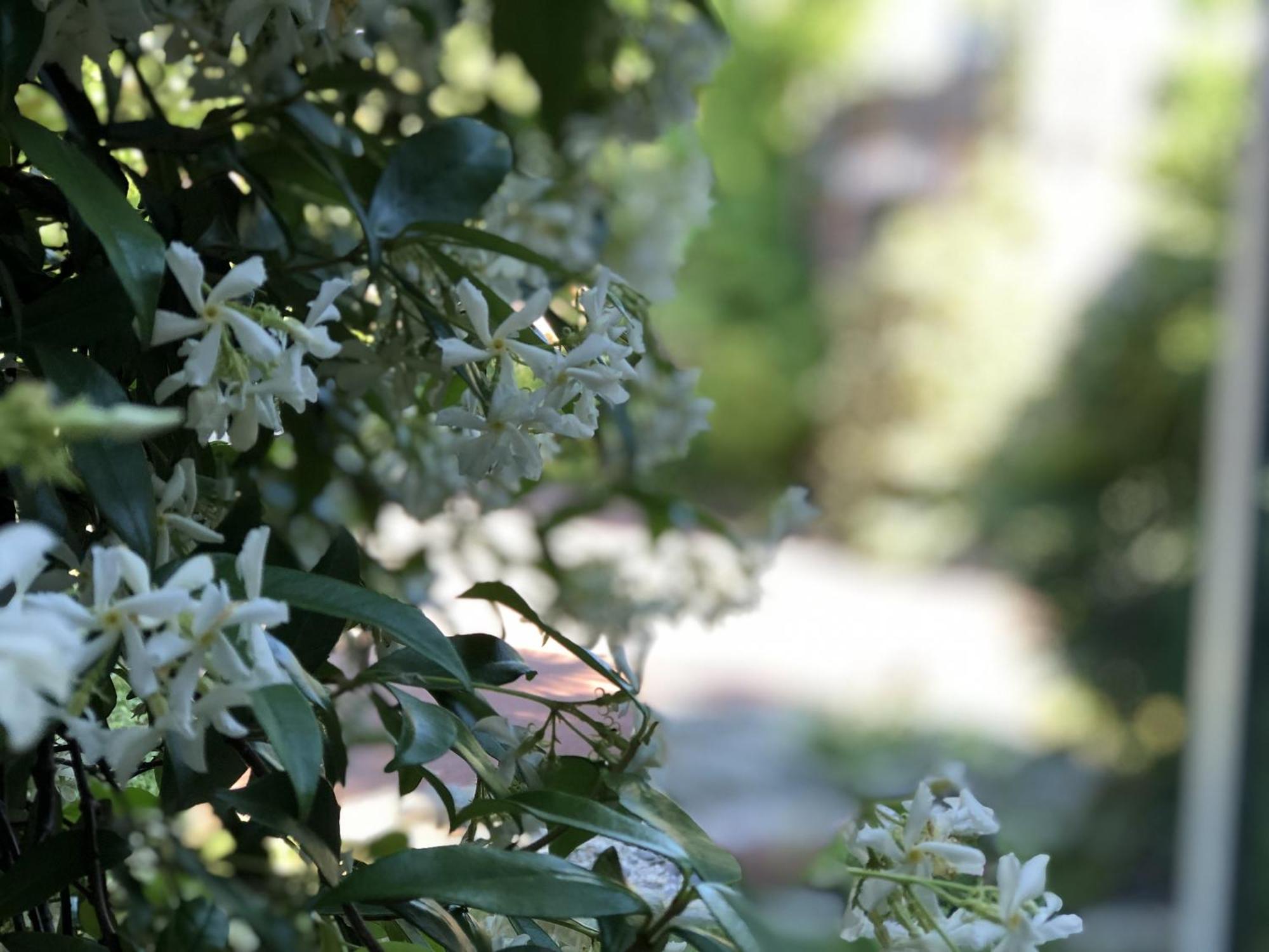 Aux Herbes Hautes Fleurbaix Buitenkant foto
